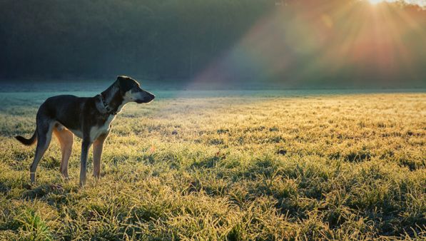 La Dieta Mountain Dog (Parte 1)