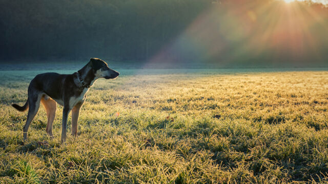 la dieta montain dog