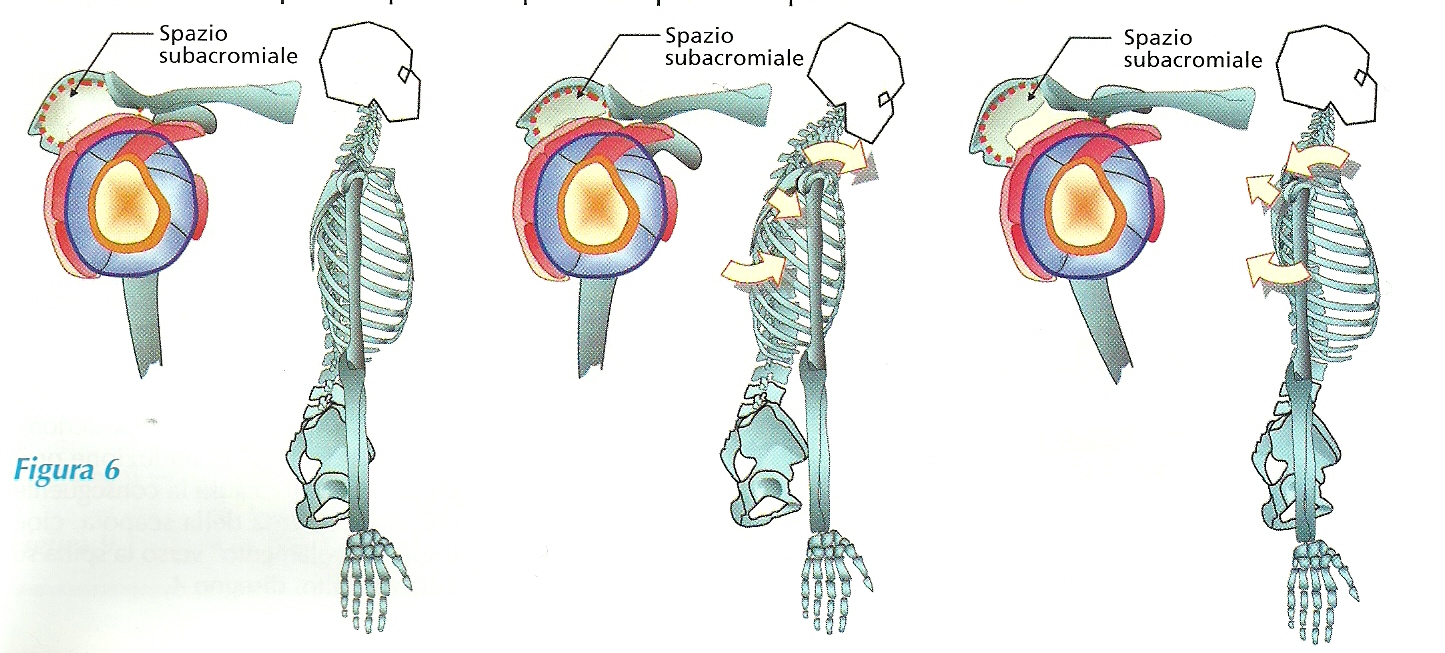 assetto e spazio sub-acromiale