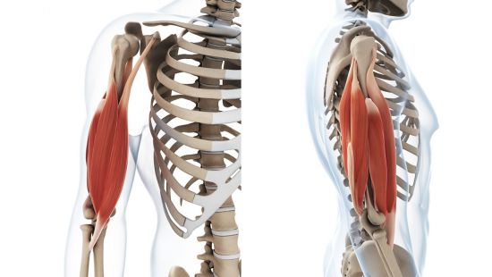 I muscoli bi-articolari: bicipite e tricipite brachiale