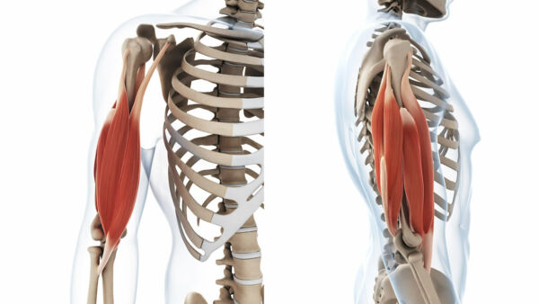 I muscoli bi-articolari: bicipite e tricipite brachiale