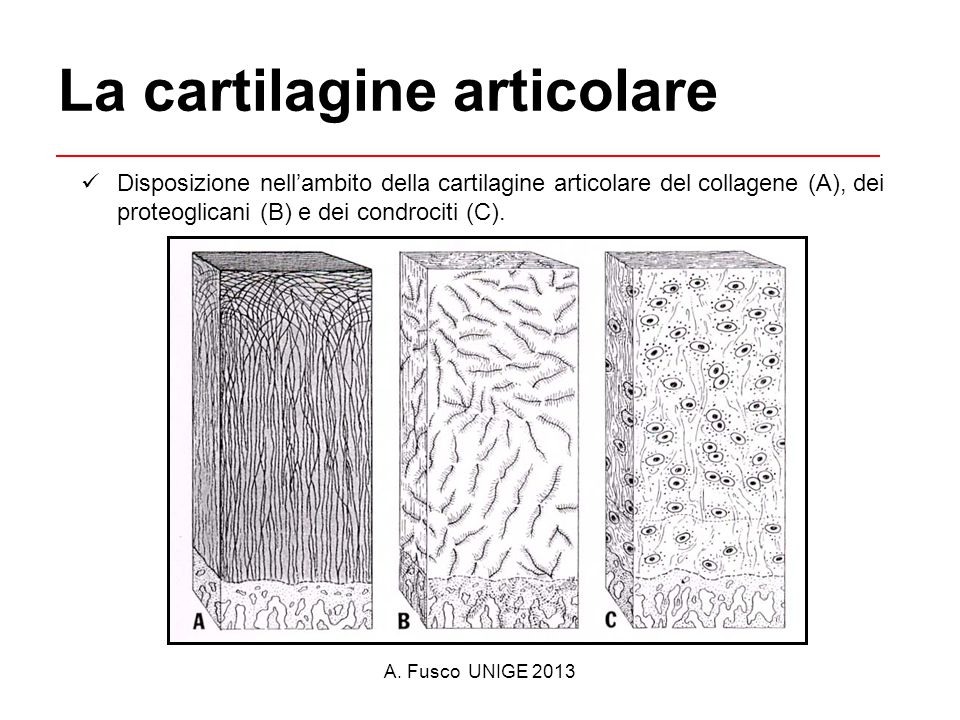 cartilagine articolare 