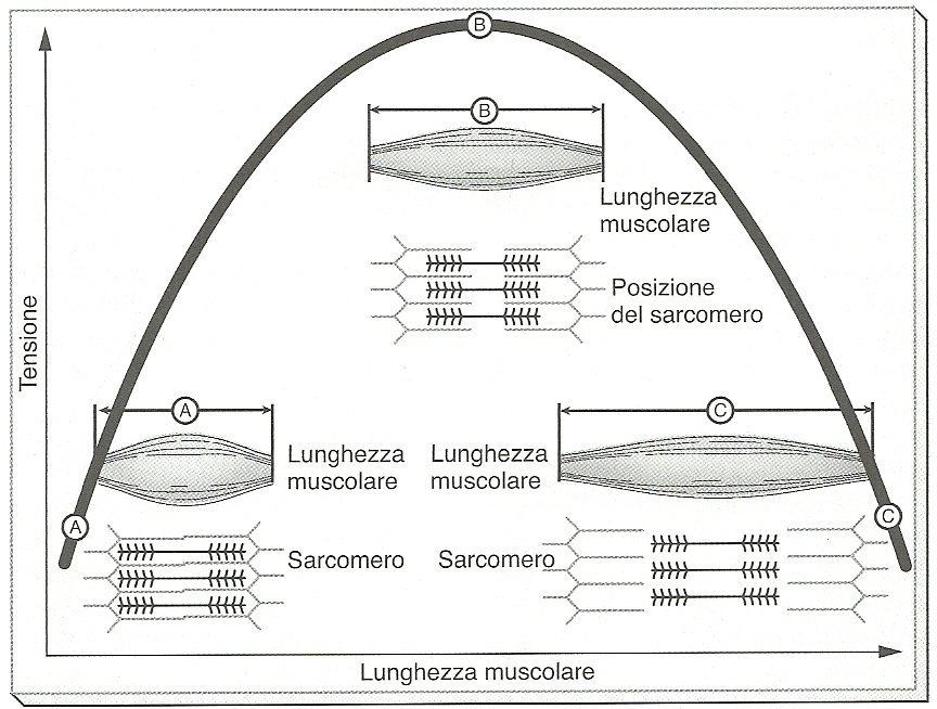 diagramma tensione lunghezza muscolo