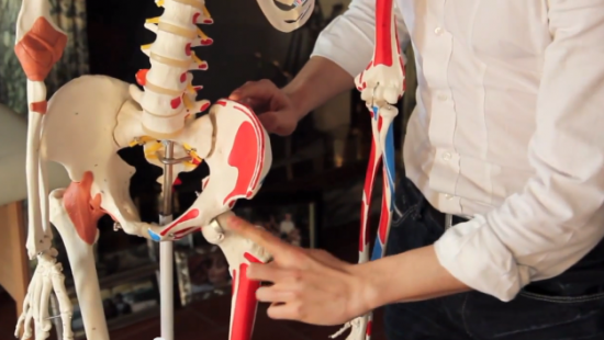 Anatomia dei muscoli Addominali