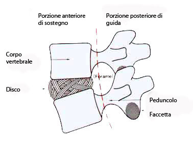 pilastri colonna vertebrale