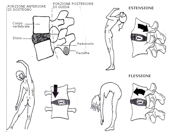 movimento faccette vertebrali