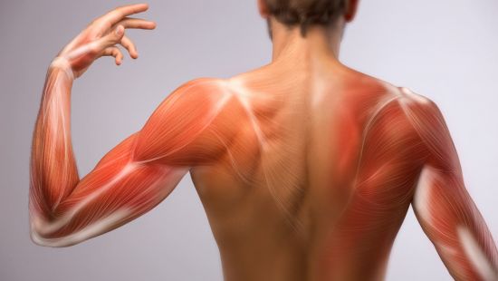 I muscoli agonisti ed antagonisti non esistono