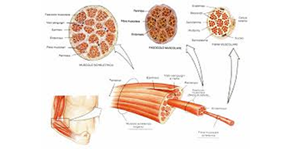 Fibre muscolari