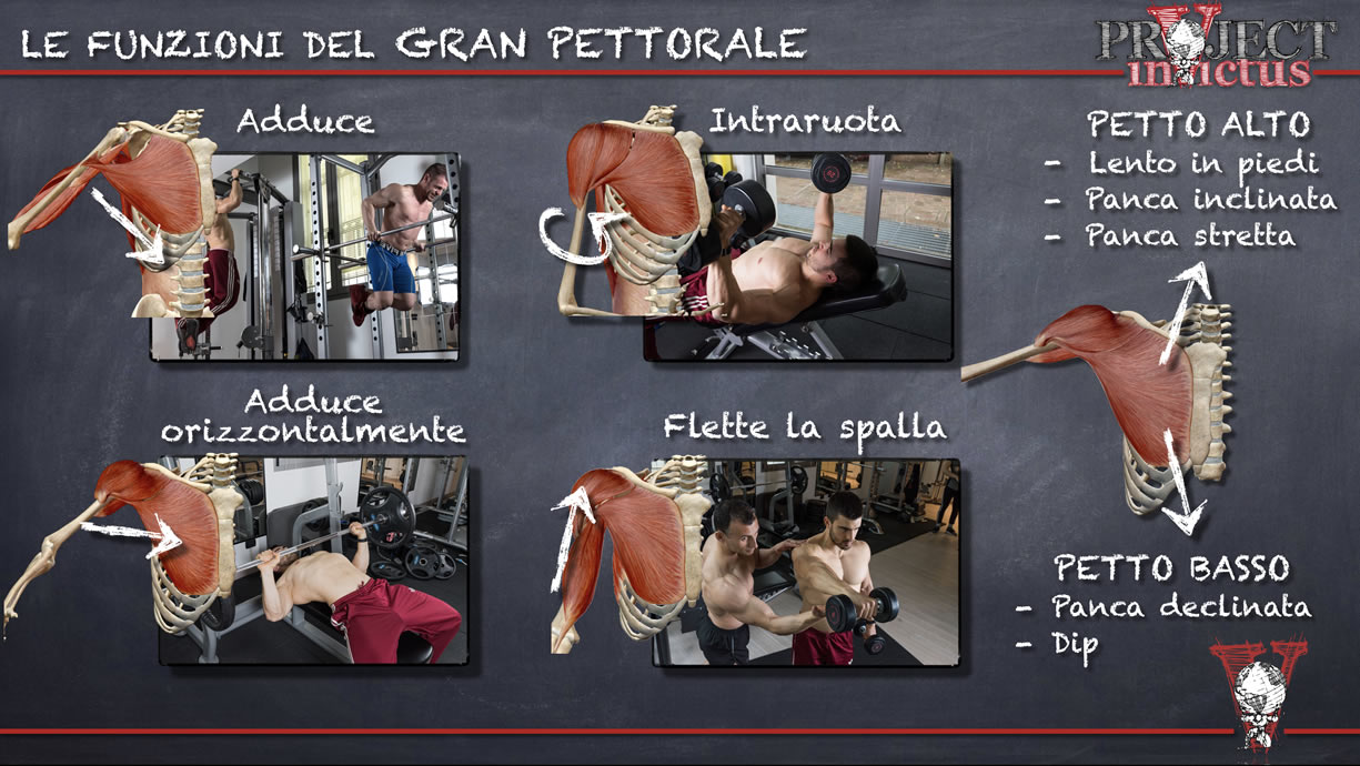 allenamento gran pettorale