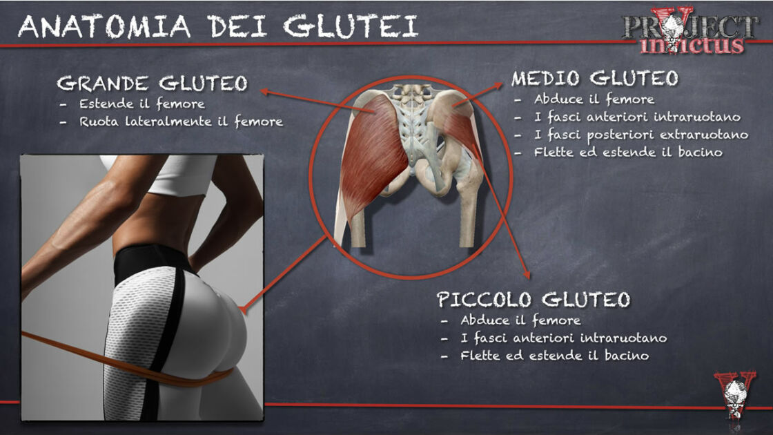 Piccolo E Medio Gluteo Esercizi Allenamento glutei: quali sono i migliori esercizi? - Project inVictus