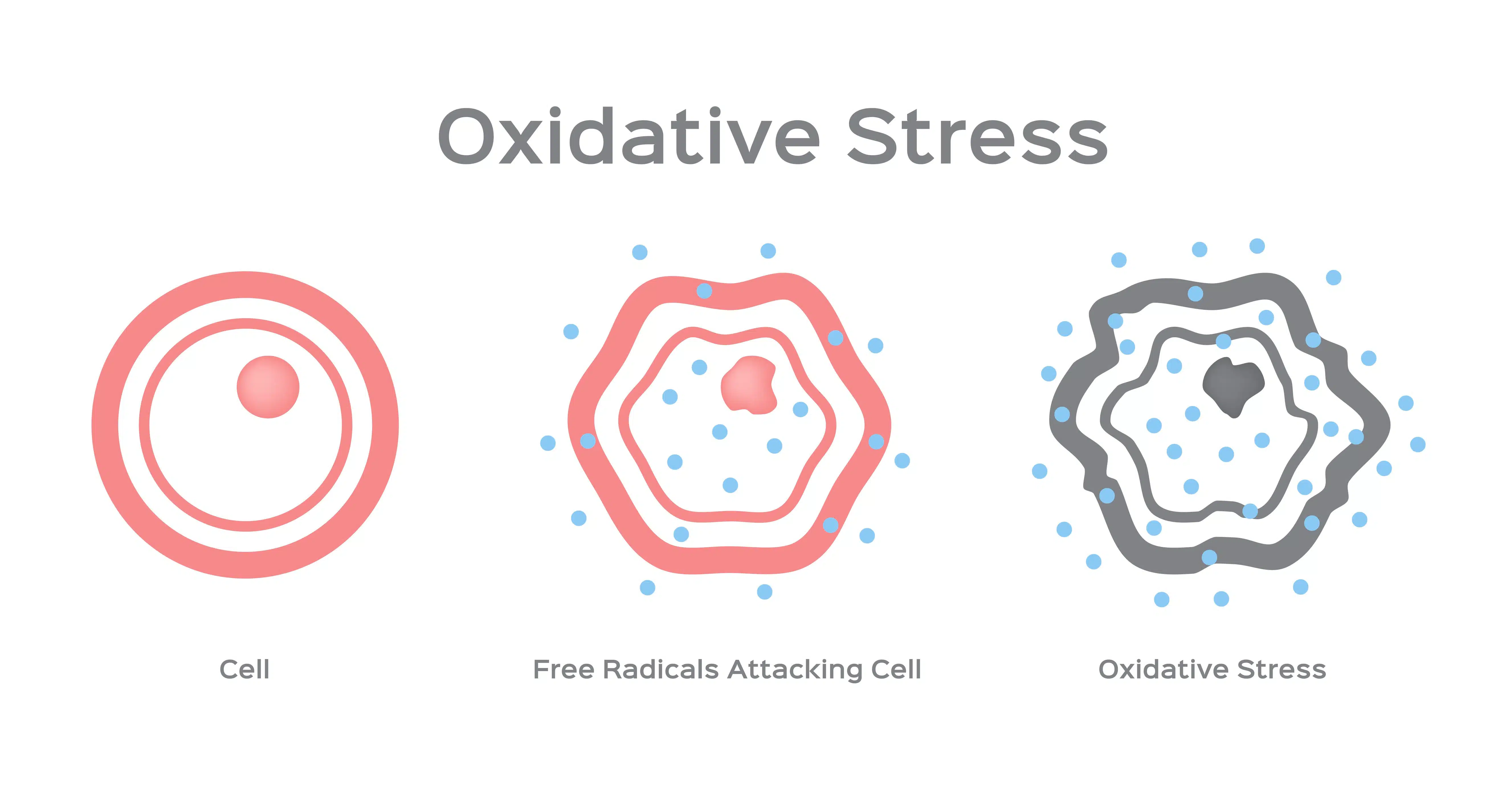 stress ossidativo
