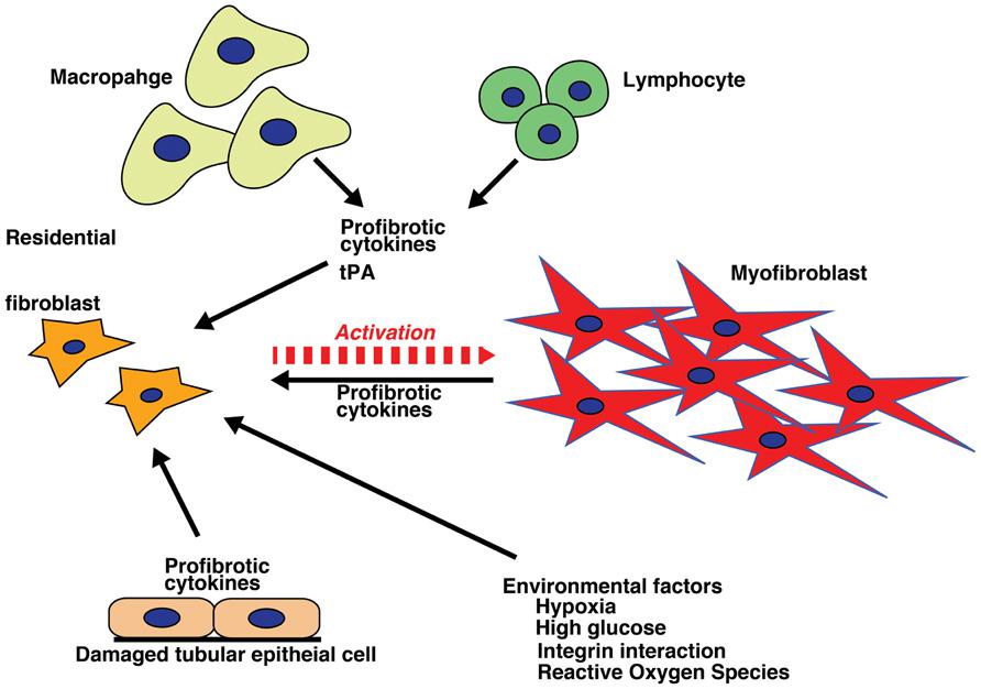 Attività del collagene