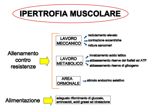 Ipertrofia muscolare allenamento