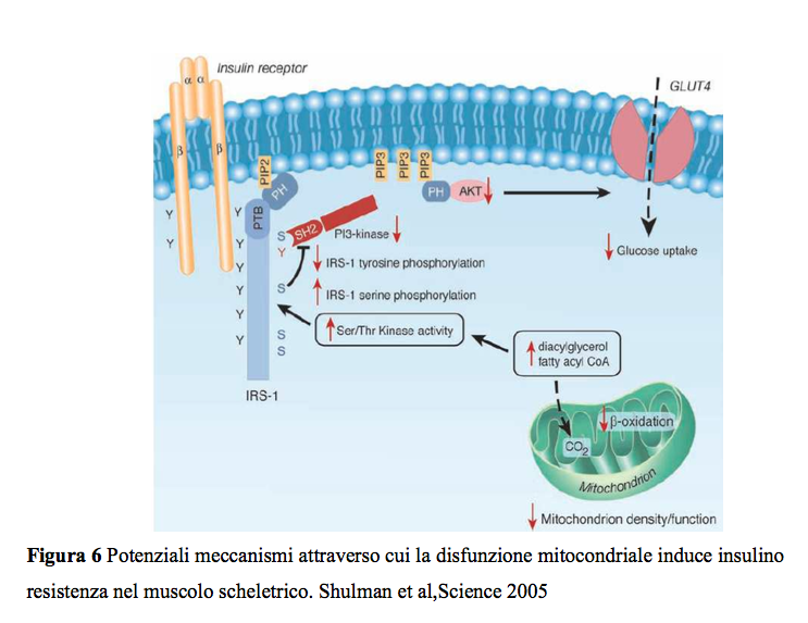 Insulino resistenza e disfunzione mitocondriale