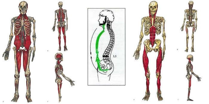 Catena muscolare anteriore