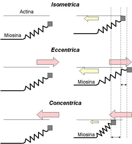 Contrazione eccentrica concentrica