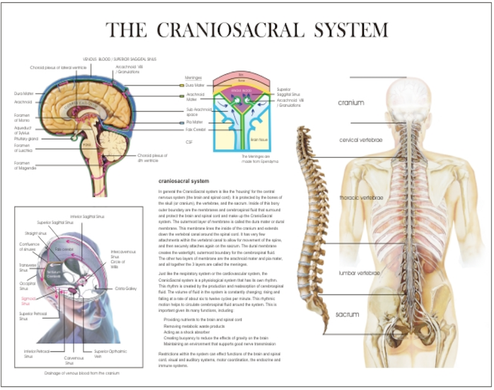 Sistema craniosacrale