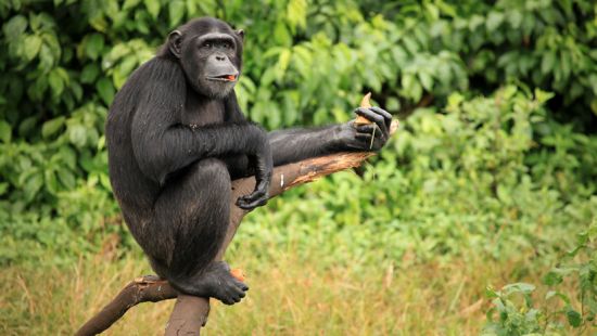 Evoluzione alimentare: come l’uomo è cambiato