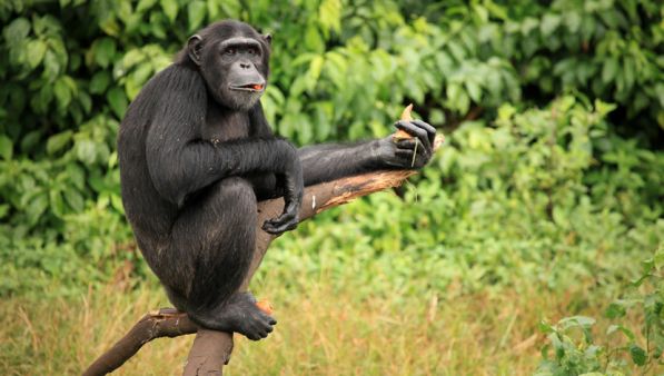 Evoluzione alimentare: come l’uomo è cambiato