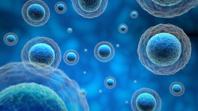 La cellula