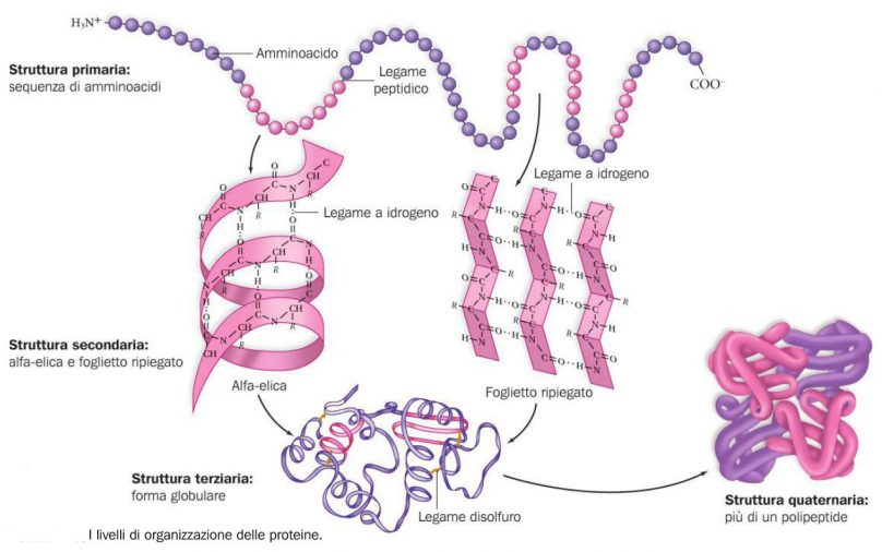 Aminoacidi ABC di biochimica Aminoacidi ABC di biochimica