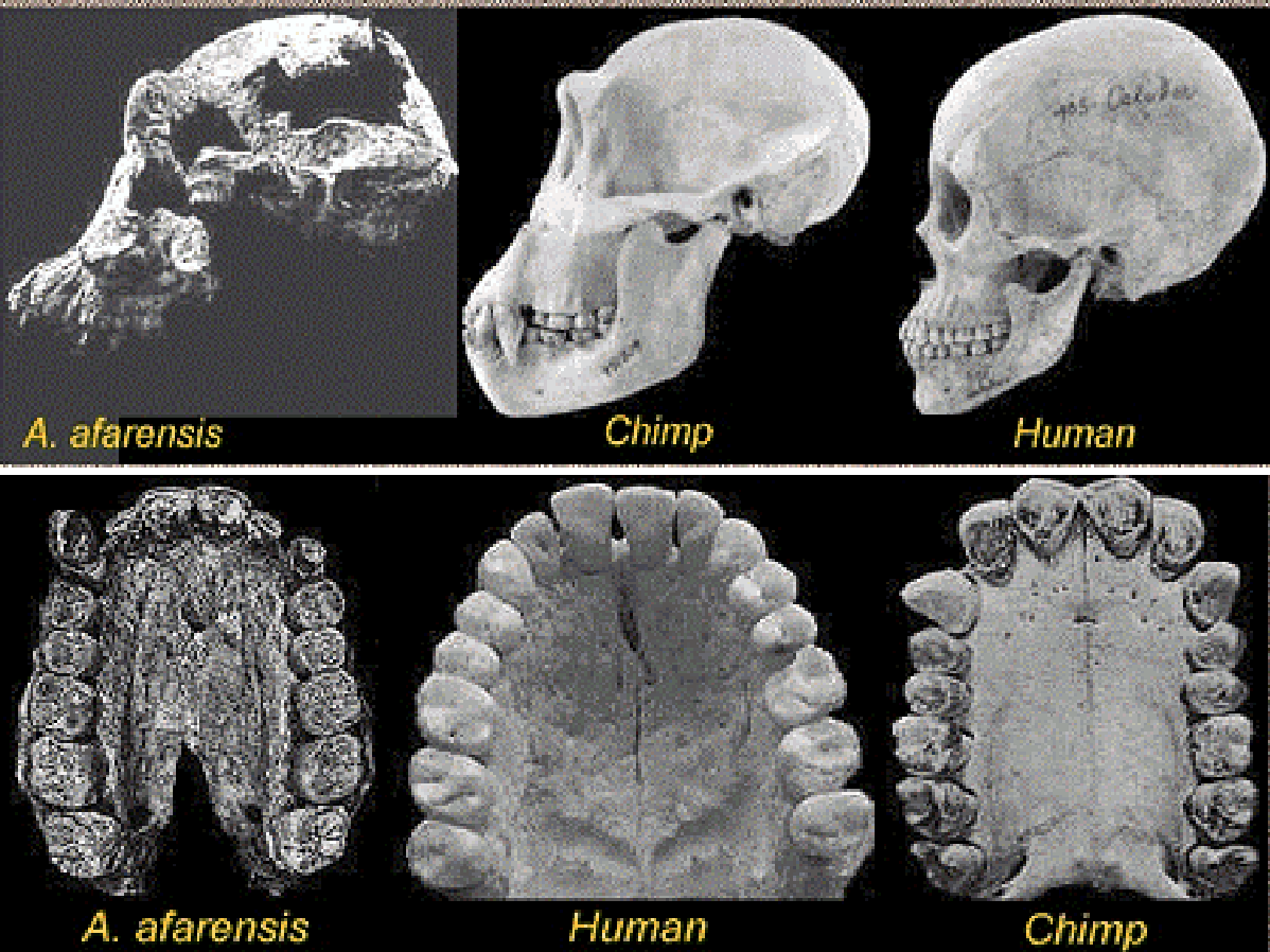 crani-comparison