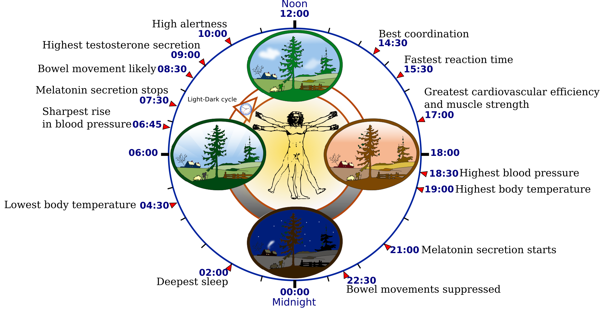 Orologio biologico