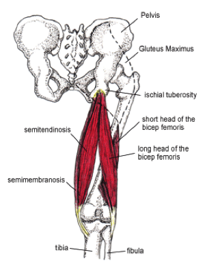 Hamstring_tendons