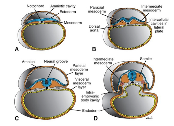 Tubo neurale