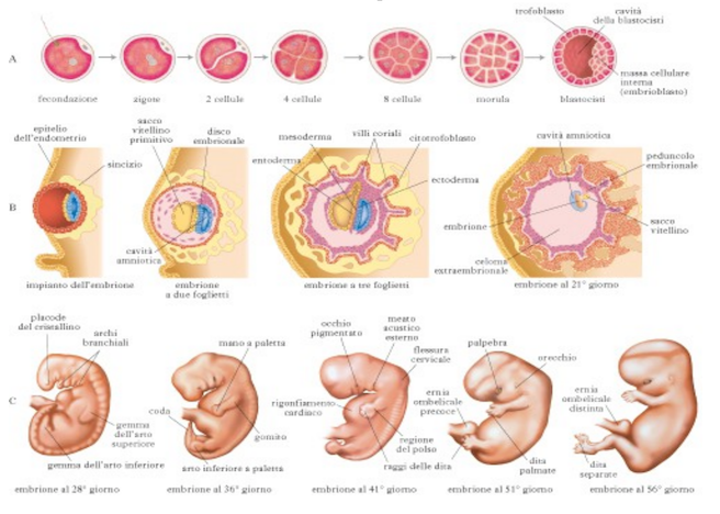 embriologia