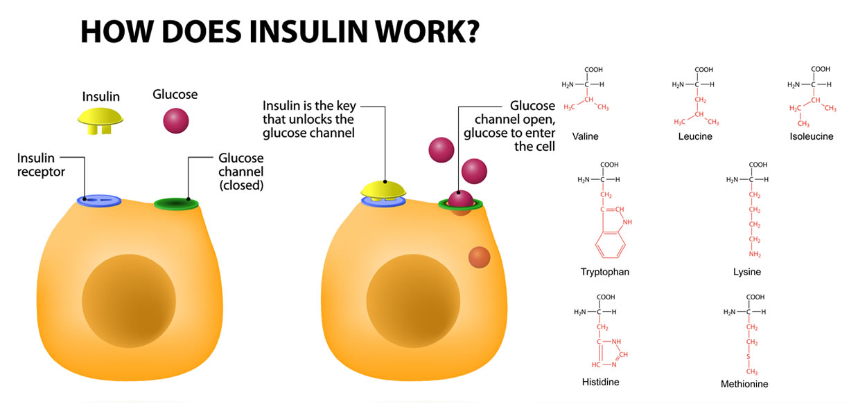 aminoacidi insulinogenici