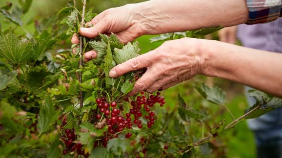 Radicali liberi: cosa sono ed il loro ruolo biologico