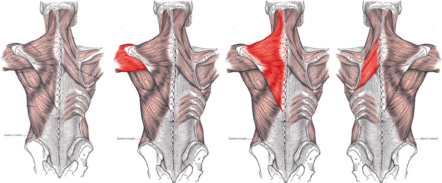 anatomia-deltoide-posteriore