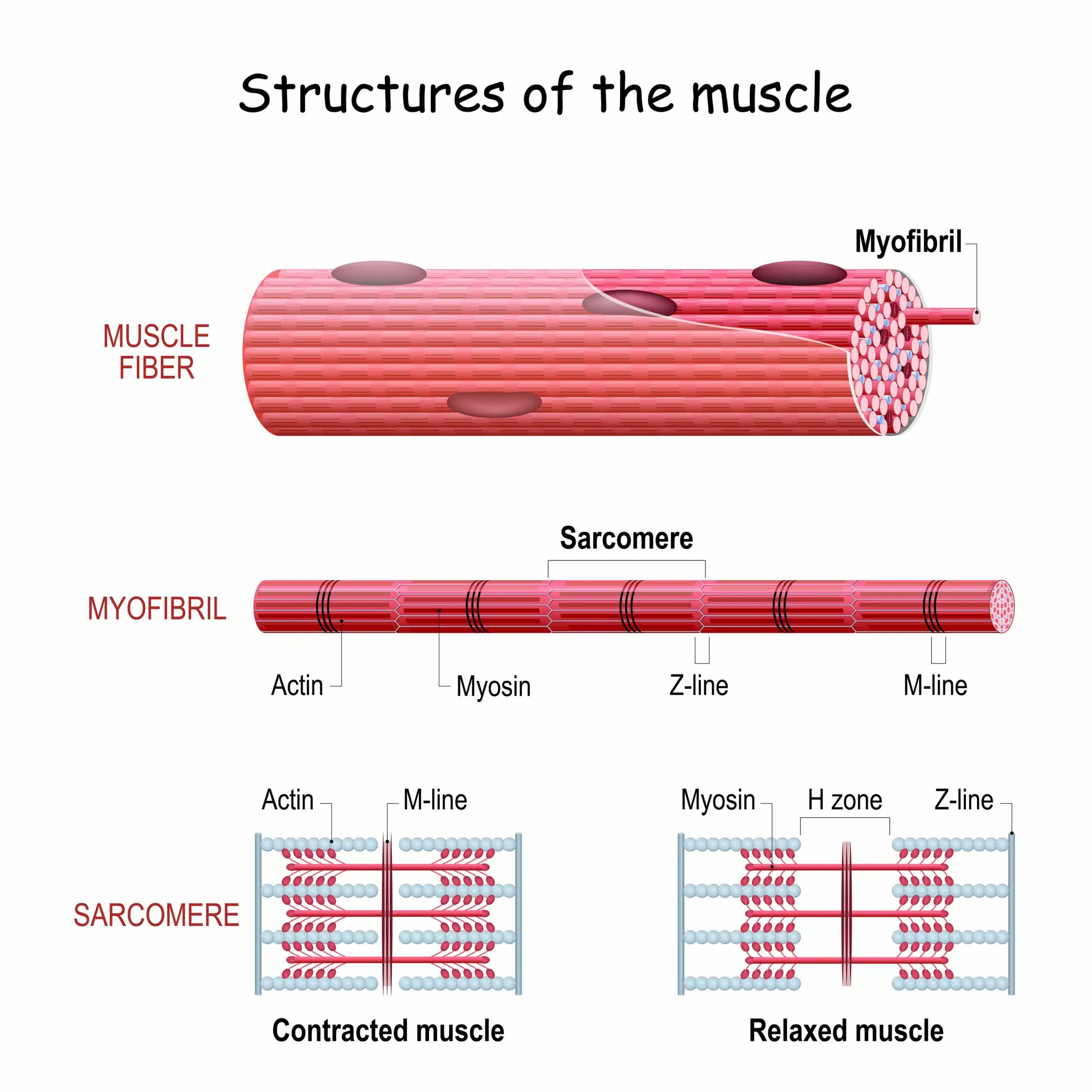 contrazione muscolare