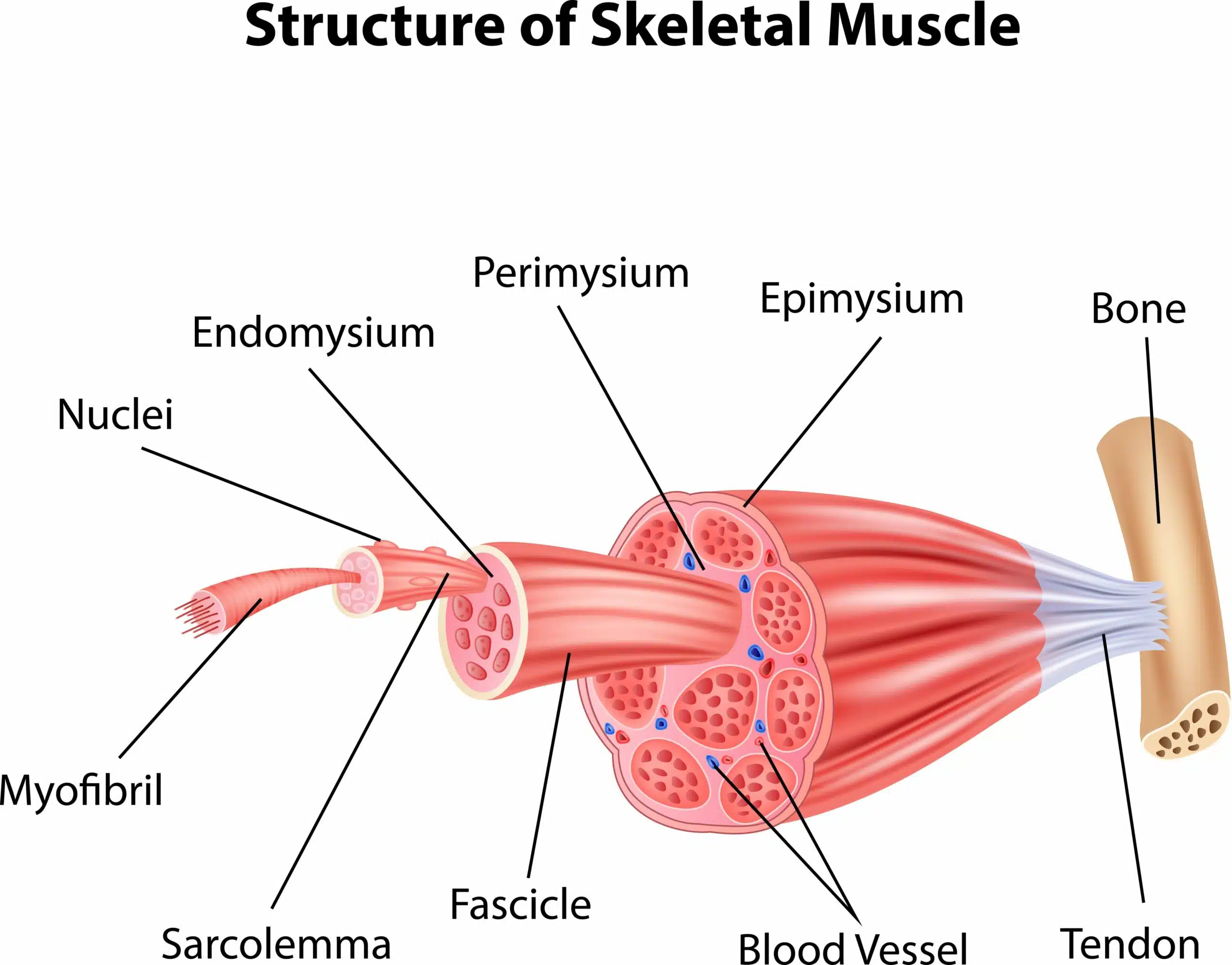 struttura muscolo