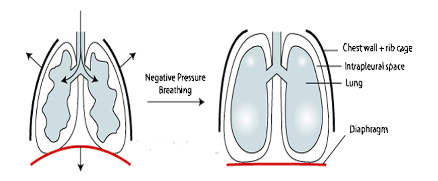 pressione diaframmatica polmoni