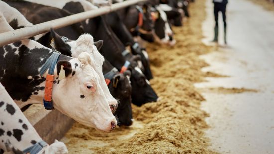 Cibo industriale: sono meglio gli alimenti naturali o processati?