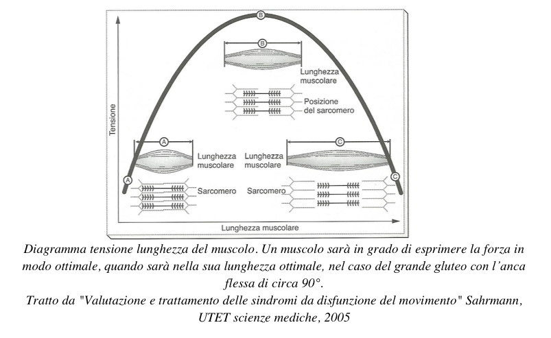 Diagramma-forza-lunghezza-muscolo