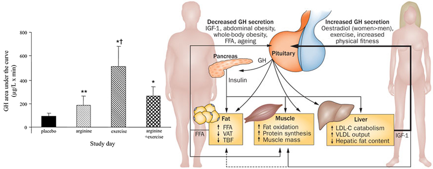 arginina e GH
