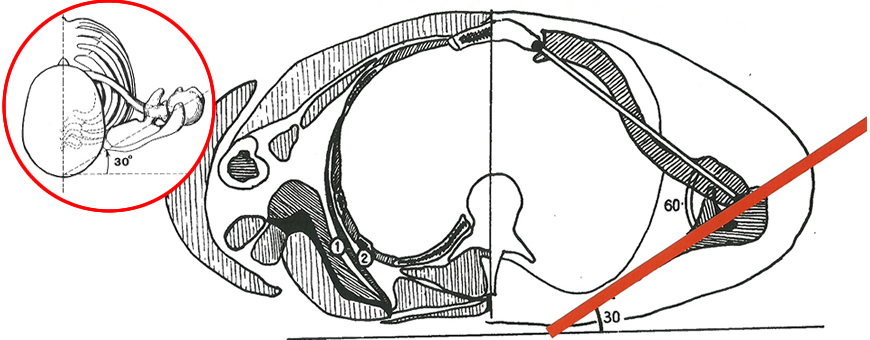 assetto scapolare