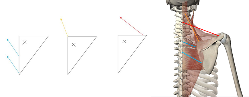 esercizi trapezio anatomia