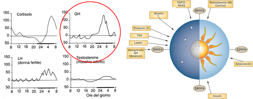 ritmi circadiani GH