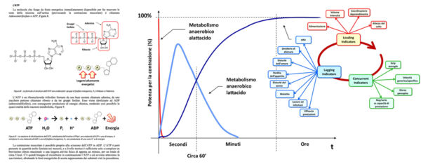 Biochimica fisiologia crossfit