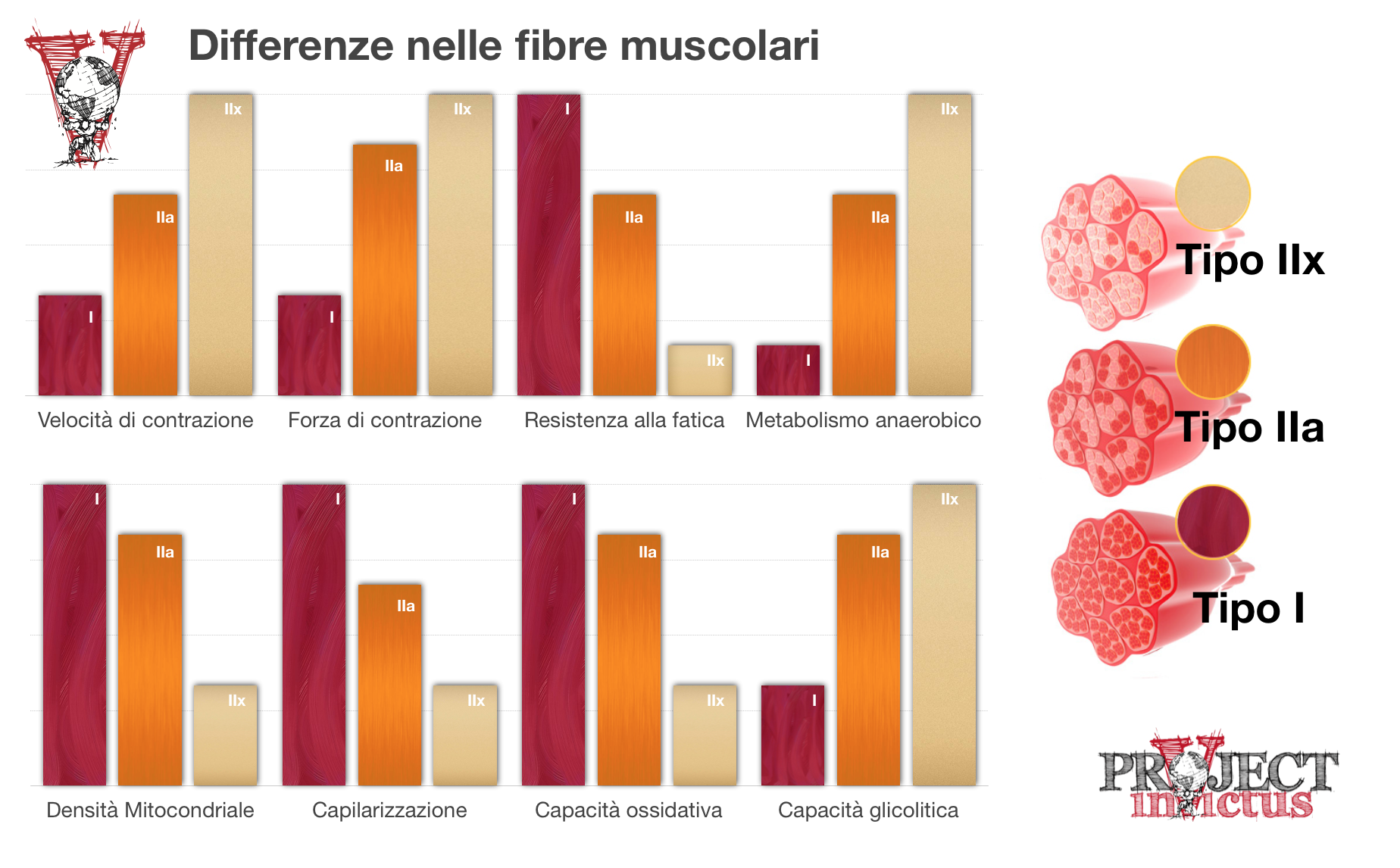 Differenze nelle fibre muscolari