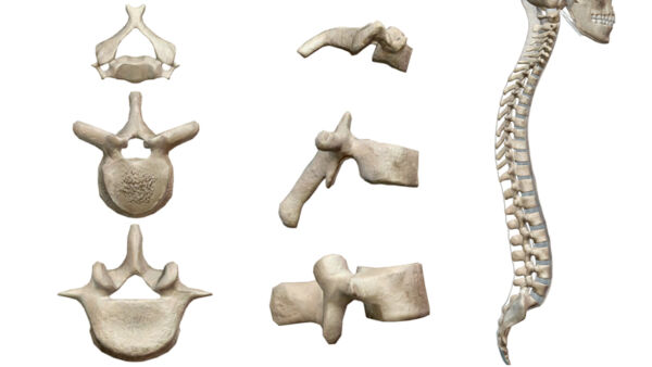 Colonna vertebrale: anatomia e funzioni - Project inVictus