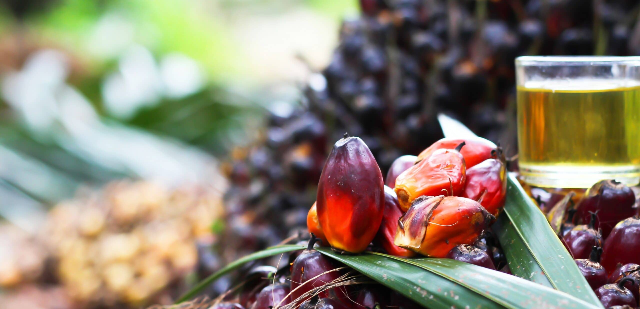 olio di palma fa male alla salute