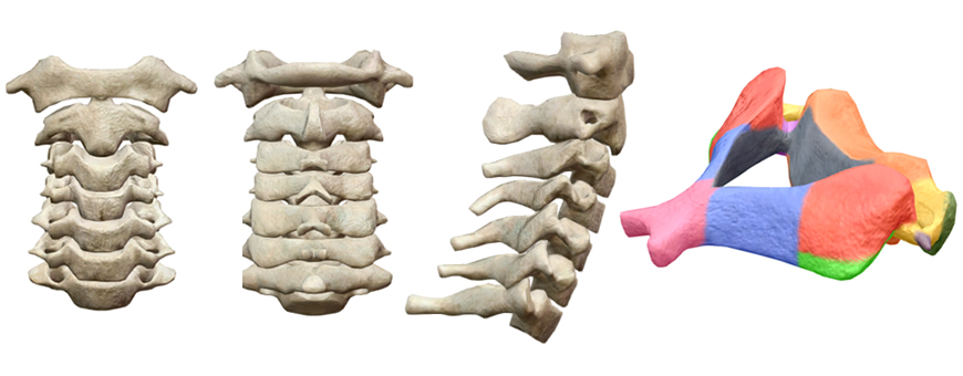 vertebre cervicali
