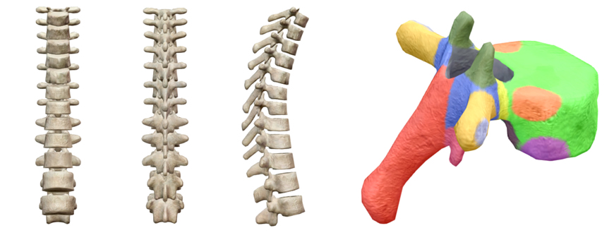 vertebre dorsali