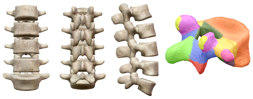 vertebre lombari