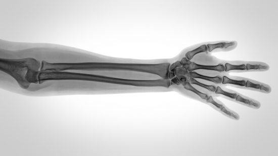 Apparato locomotore e sistema muscolare